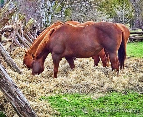 Equine Chow Line_DSCF01589.jpg - Photographed near Smiths Falls, Ontario, Canada.